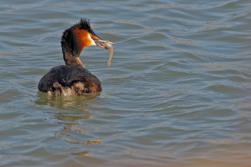 Svasso maggiore (Podiceps cristatus)